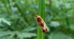 Eulia ministrana