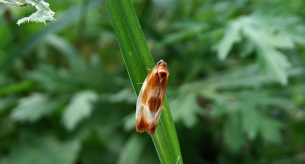 Eulia ministrana
