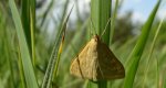 Boczanka brązowianka (Pleuroptya ruralis)