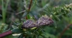 Grotnik obrzeżek (Eupithecia subumbrata)