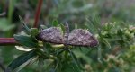 Grotnik obrzeżek (Eupithecia subumbrata)