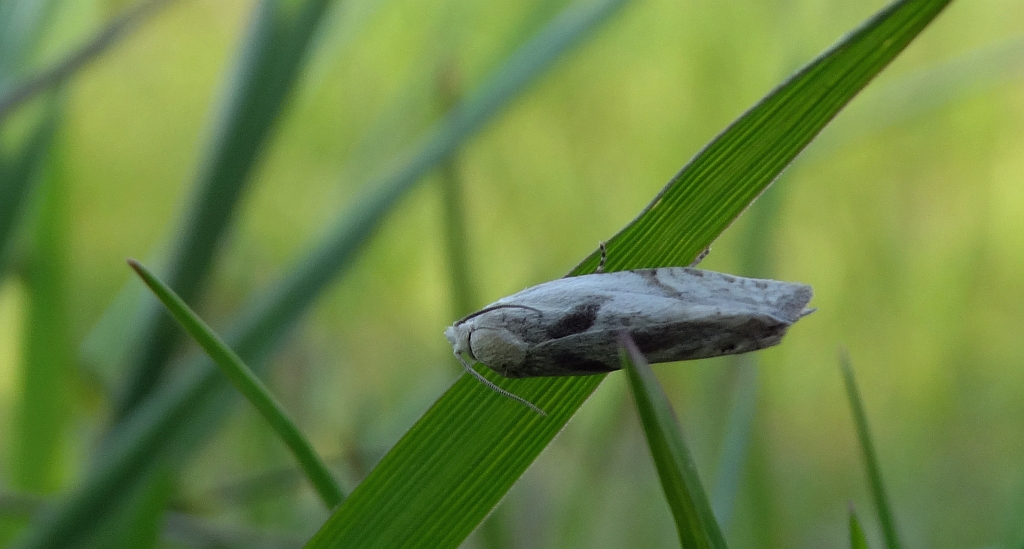 Eucosma metzneriana