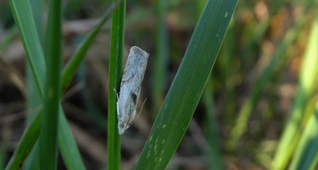 Eucosma metzneriana