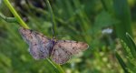 Przylepek olszyniak (Aethalura punctulata)