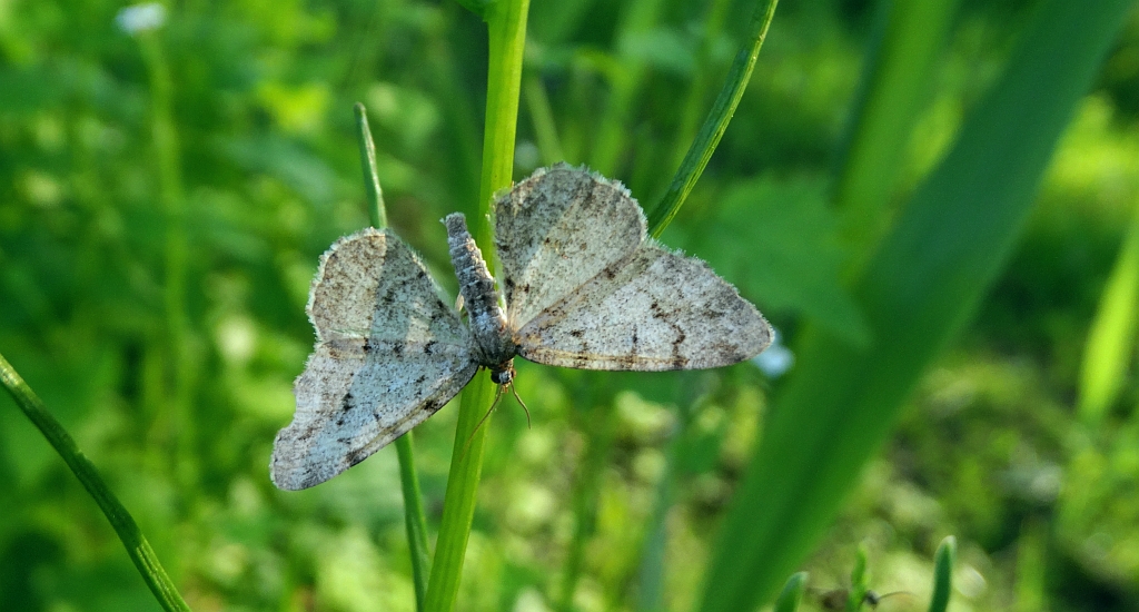 Przylepek olszyniak (Aethalura punctulata)
