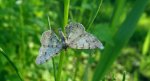 Przylepek olszyniak (Aethalura punctulata)