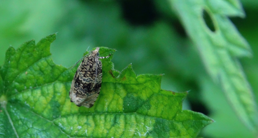 Celypha lacunana