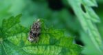 Celypha lacunana