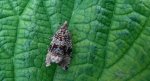 Celypha lacunana