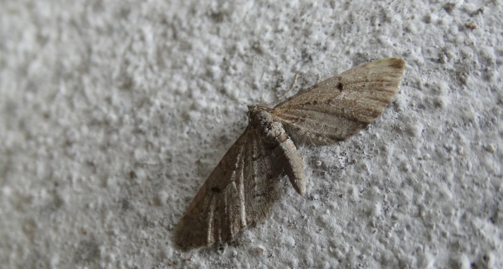 Grotnik kreskowiak (Eupithecia intricata)