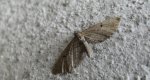 Grotnik kreskowiak (Eupithecia intricata)