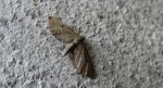Grotnik kreskowiak (Eupithecia intricata)