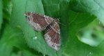 Paśnik cisawiak (Xanthorhoe spadicearia)