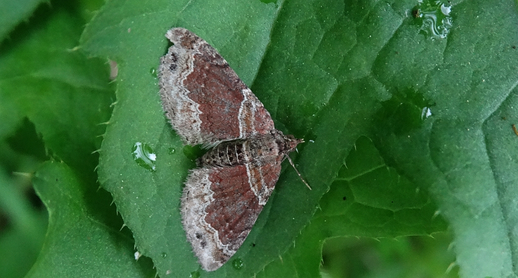 Paśnik cisawiak (Xanthorhoe spadicearia)
