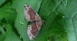 Paśnik cisawiak (Xanthorhoe spadicearia)