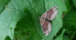 Paśnik cisawiak (Xanthorhoe spadicearia)