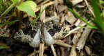 Paśnik niecierpek (Ecliptopera silaceata)
