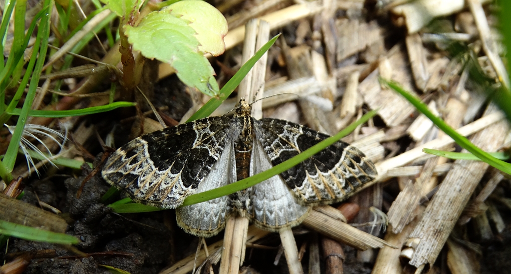 Paśnik niecierpek (Ecliptopera silaceata)