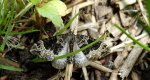 Paśnik niecierpek (Ecliptopera silaceata)