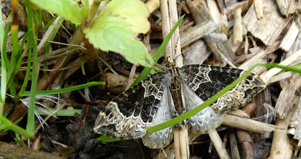 Paśnik niecierpek (Ecliptopera silaceata)