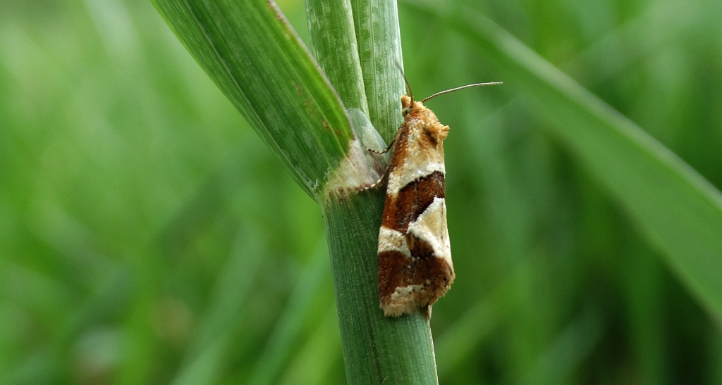 Aethes triangulana