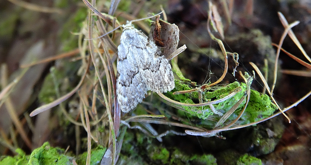 Nola confusalis