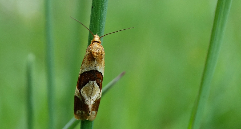 Aethes triangulana
