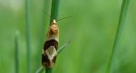 Aethes triangulana