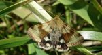 Słonecznica szczeciówka (Heliothis viriplaca)