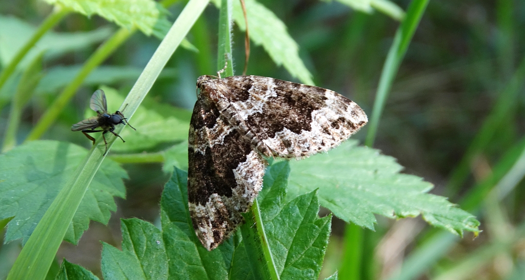 Paśnik pachniczek (Lampropteryx suffumata)