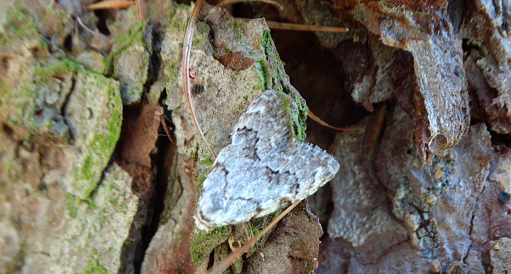 Nola confusalis