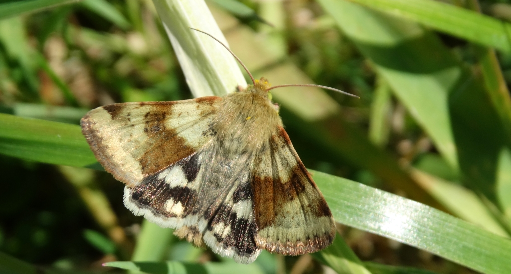 Słonecznica szczeciówka (Heliothis viriplaca)