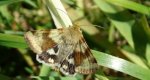 Słonecznica szczeciówka (Heliothis viriplaca)