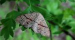 Świerzbik nakropek (Cyclophora punctaria)