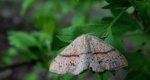 Świerzbik nakropek (Cyclophora punctaria)