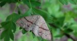 Świerzbik nakropek (Cyclophora punctaria)