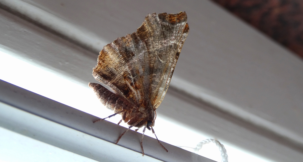 Skrzytek bezksiężyczak (Selenia dentaria)