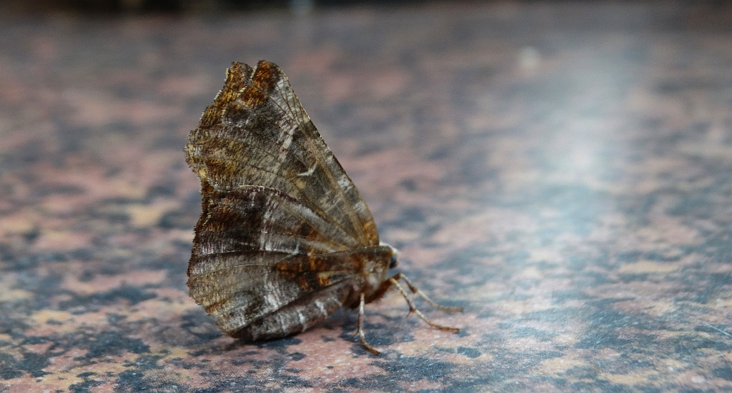 Skrzytek bezksiężyczak (Selenia dentaria)