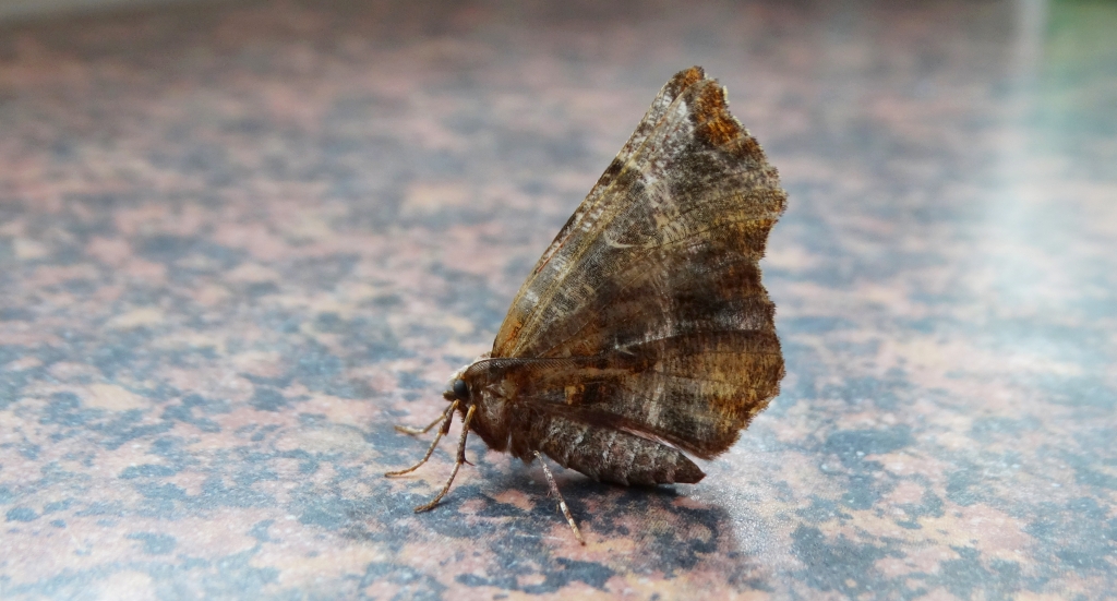Skrzytek bezksiężyczak (Selenia dentaria)