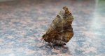 Skrzytek bezksiężyczak (Selenia dentaria)