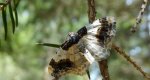 Plamiec trzmieliniak (Ligdia adustata)
