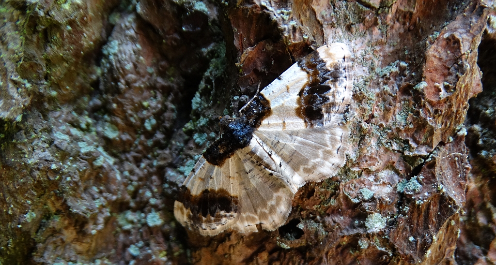 Plamiec trzmieliniak (Ligdia adustata)