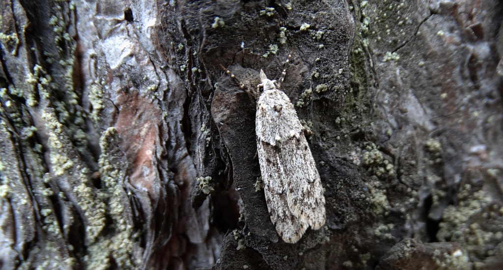 Diurnea fagella
