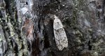 Diurnea fagella