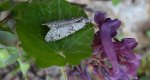 Diurnea fagella