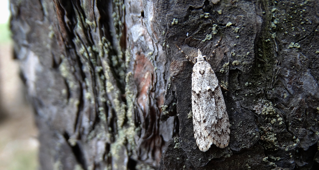 Diurnea fagella