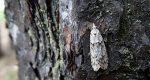 Diurnea fagella