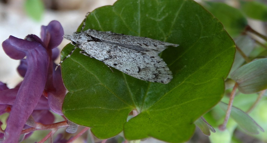 Diurnea fagella