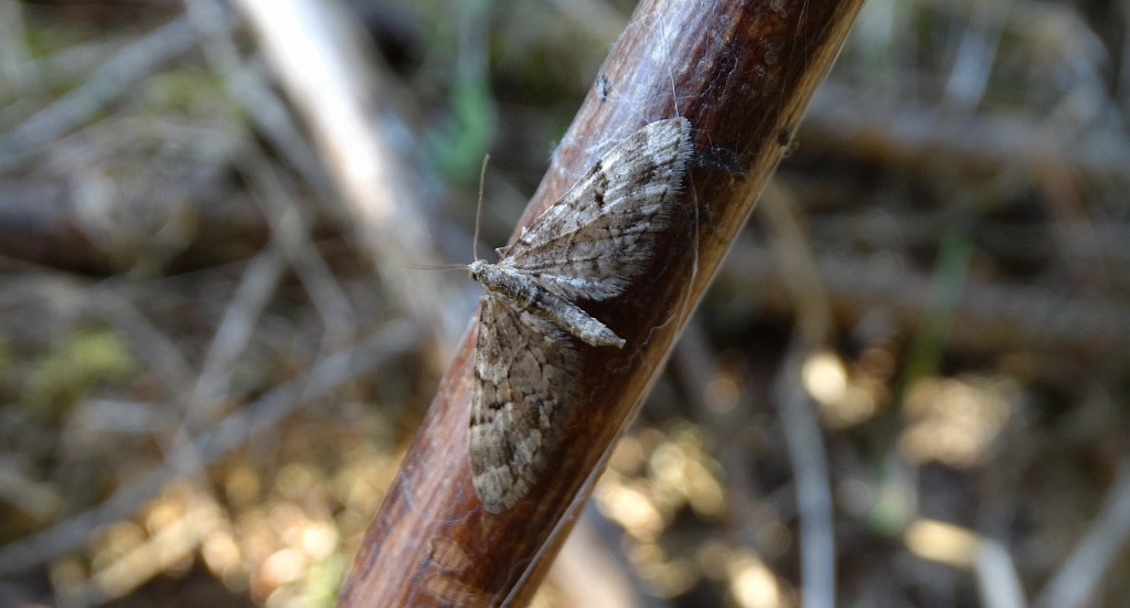 Grotnik skrótnik (Eupithecia abbreviata) lub Grotnik nierysek (Eupithecia innotata)