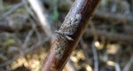 Grotnik skrótnik (Eupithecia abbreviata) lub Grotnik nierysek (Eupithecia innotata)